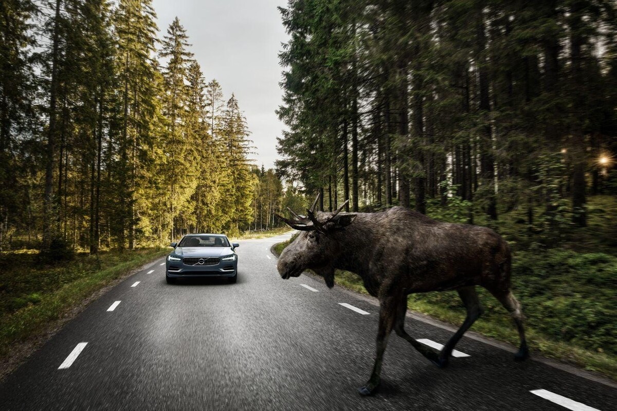 Volvo S90 aproximándose a un alce en la carretera, destacando su integración con el entorno. Volvo S90 aproximándose a un alce en la carretera, destacando su integración con el entorno.